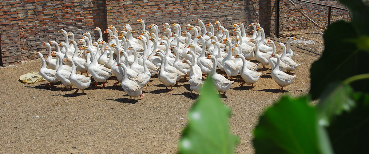 �ӱ�����᷿�ز������������޹�˾