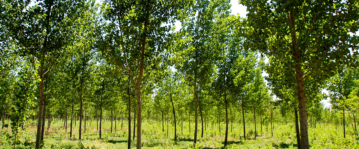 �ӱ�����᷿�ز������������޹�˾